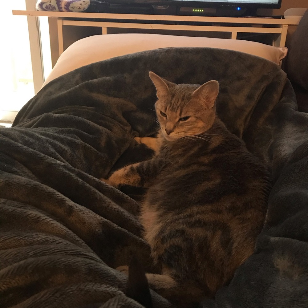 Meet your Posher, Lacey